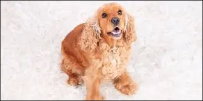 Quelle est cette race de chien ?