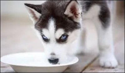 Quelle est cette race de chien ?