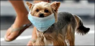 Quelle est cette race de chien ?