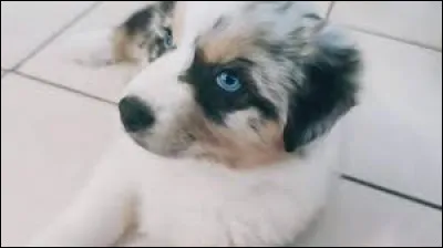 Quelle est cette race de chien ?