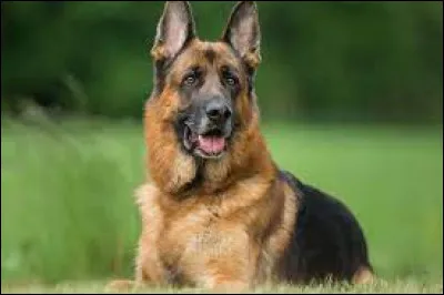 Quelle est cette race de chien ?