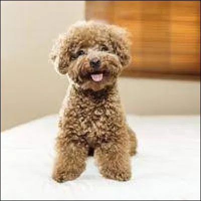 Quelle est cette race de chien ?