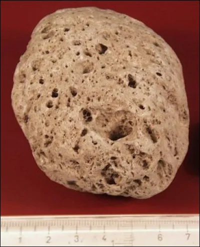 La péninsule de Floride a été explorée, en premier, en 1513 par le conquistador...