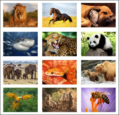 Quels animaux préfères-tu ?