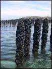 Comment s'appellent les pieux sur lesquels, en Vende et dans le Cotentin, les moules grossissent ?