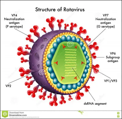 Qu'est-ce que le "rotavirus" ?