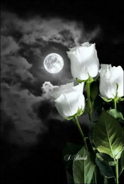 Qui chantait "Nights in white satin" ?