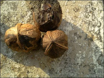 Quelles sont ces noix ?
