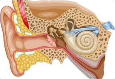 Les os de l'oreille sont les plus petits du corps humain.