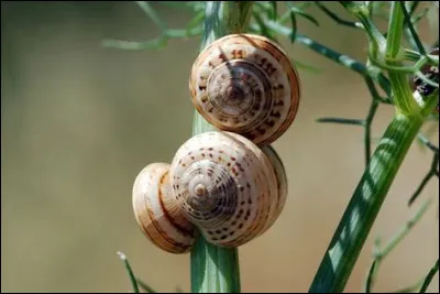 Quelle partie de l'oreille, de par sa forme, est comparée à une coquille d'escargot ?