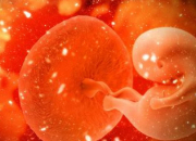 Quiz Dveloppement de l'embryon