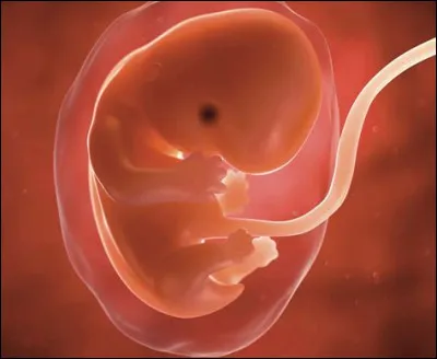 À quel stade correspond la deuxième semaine de développement ?