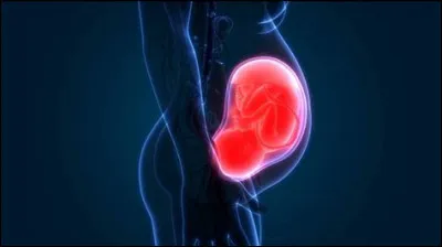 La circulation utéro-placentaire débute à la première semaine de développement.