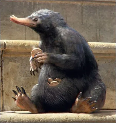 Une partie du lobe temporal possède un nom d'animal, lequel ?