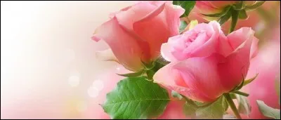 Que faut-il pour couper les fleurs ?