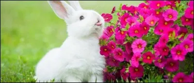 Dans une ferme, où habite le lapin ?