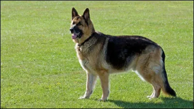 Est-ce que le berger allemand peut-être chien de berger ?