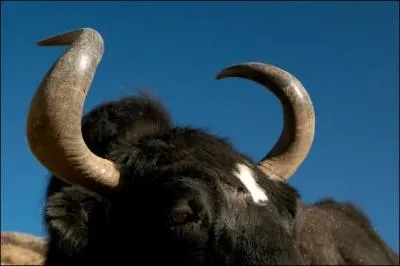 Parmi ces animaux, lequel n'a pas de cornes ?