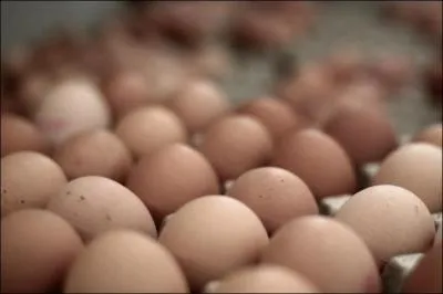 Quel est l'animal qui ne ponds pas d'oeufs ?