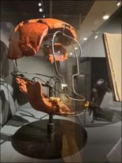 Ce faux crâne serait celui...