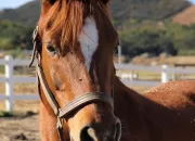 Quiz Les robes des chevaux