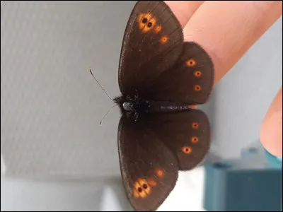 Ce papillon vit dans le Grand Est :