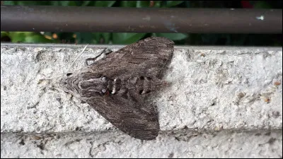 Je suis un papillon de nuit, on pourrait croire que je viens de lépoque des pharaons :