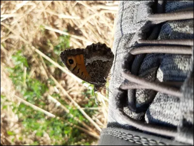 Quel est le nom de ce papillon peu farouche ?