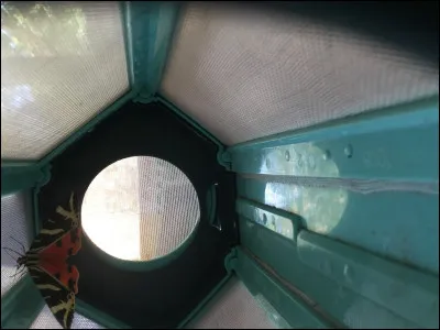 Comment sappelle ce papillon écaille ?