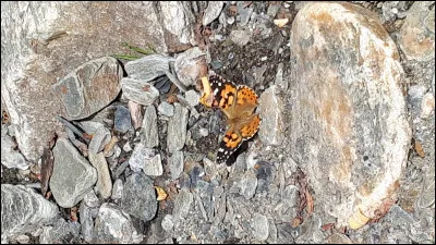 Comment sappelle ce papillon de la famille des Nymphalidae ?