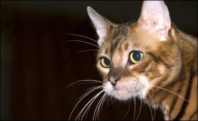 Qui est Étoile Solitaire ?