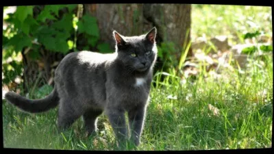 Qui est Plume de Jais ?