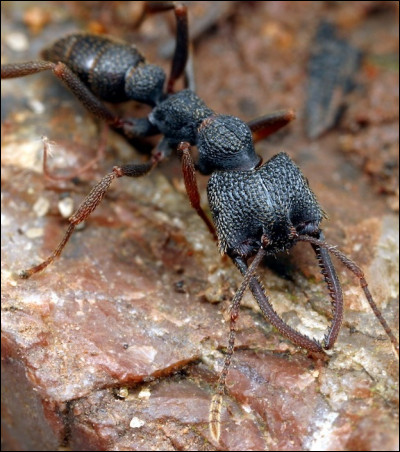 Cette fourmi est extraordinaire, elle détient le record de vitesse de tous les animaux connus, elle peut frapper 5000 fois plus vite qu'un battement de cil, on lui a donné un surnom !
