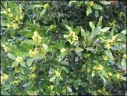 Qui est symbolis par cette plante ?