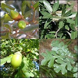 Qui est symbolis par cet arbre ?