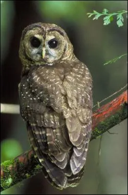 Qui est symbolis par cet animal ?