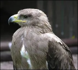 Qui est symbolis par cet animal ?