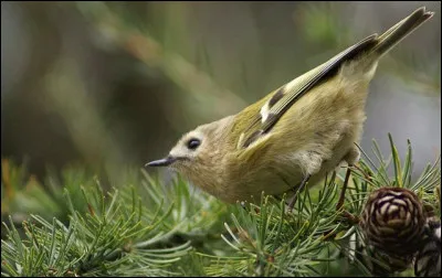 Son aire de répartition couvre la quasi-totalité de la zone paléarctique* : c'est donc un roitelet qui a la cote un peu partout. Lequel ?