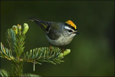 Ne pesant pourtant que 5 à 6 g, le roitelet [... ?] est typiquement américain du nord.