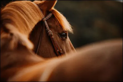 Quelle race de cheval n'existe pas ?