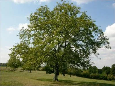 Quels fruits donne le noyer ?