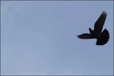 Ti comme Tir aux pigeons : quel est ce sport appelé aussi "ball trap" ?