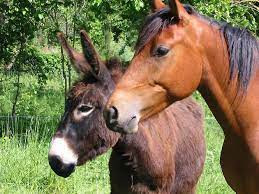 Quiz Animaux