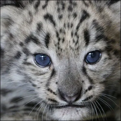 Quel est cet animal ?