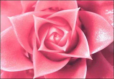 Comment dit-on le rose ?