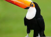 Quiz Oiseau (1) - Le toucan
