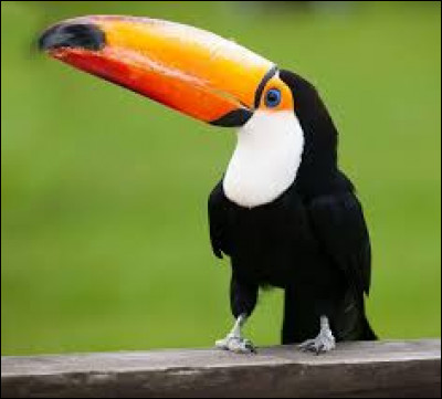 De quel pays le toucan toco est-il l'un des symboles ?