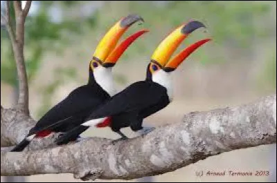 Que mangent-ils principalement ?