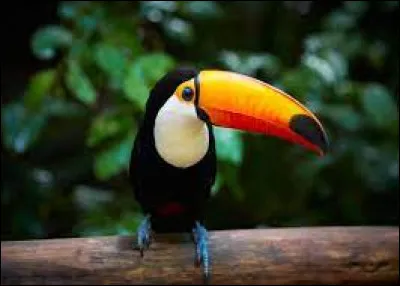 Comment le Toucan attire-t-il la femelle ?