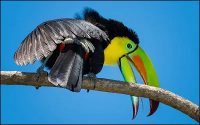 Grâce à quoi le toucan régule-t-il sa température ?